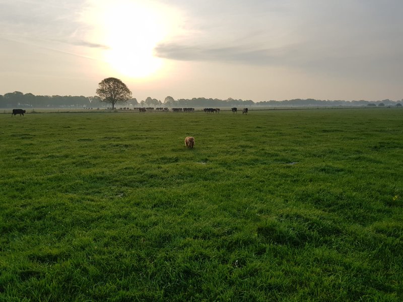 Gras3.jpeg