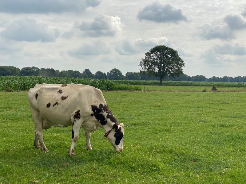 Koe Melk.jpg
